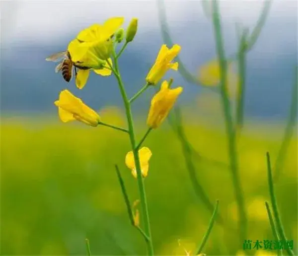 油菜花花开的季节和图片 油菜花的花语寓意