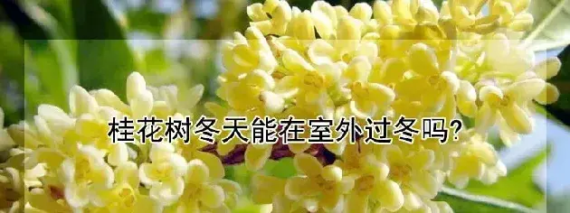 桂花树冬天能在室外过冬吗?