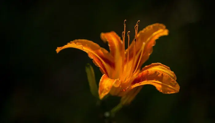 帝王花的花语是什么 帝王花的花语是什么呢