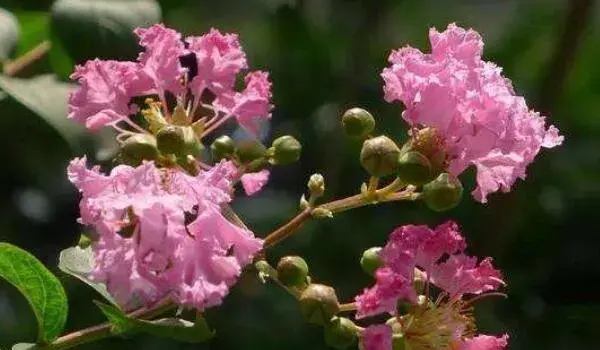 紫薇花语和寓意