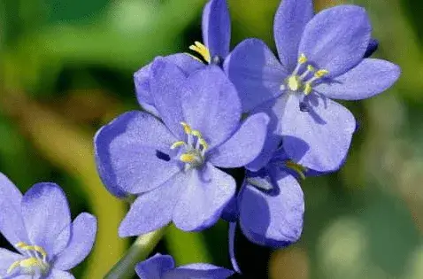 雨久花的花语有哪些？