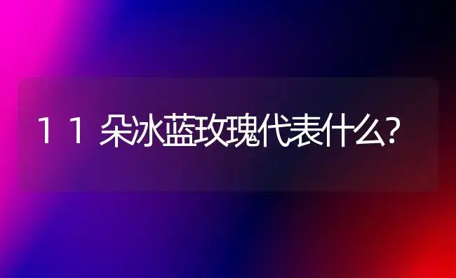 11朵冰蓝玫瑰代表什么？ | 绿植常识