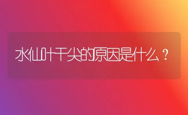 水仙叶干尖的原因是什么？ | 绿植常识