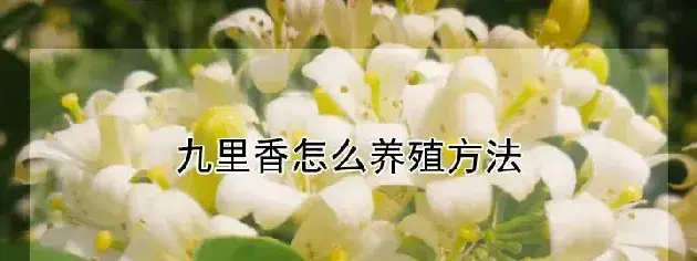 九里香怎么养殖方法