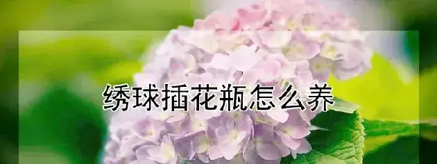 绣球插花瓶怎么养