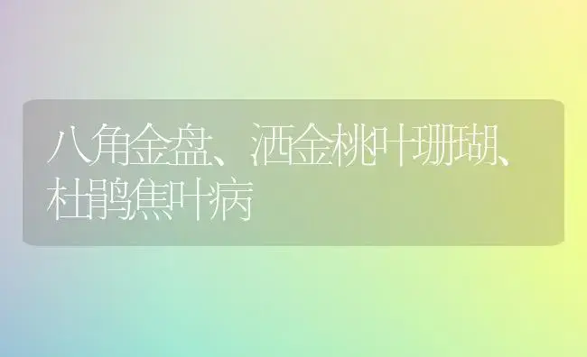 八角金盘、洒金桃叶珊瑚、杜鹃焦叶病 | 家庭养花