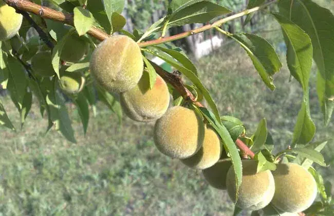 棚室桃树栽培技术