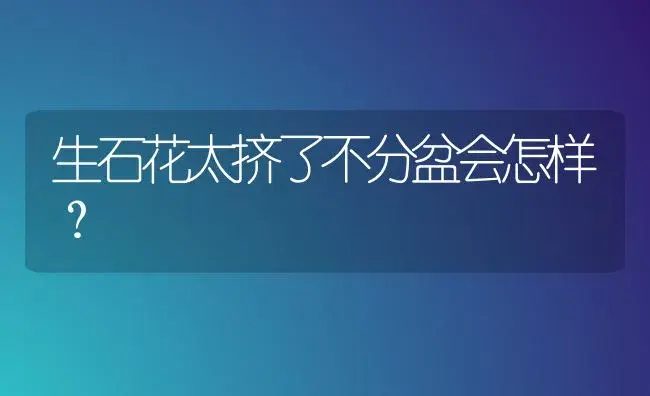 生石花太挤了不分盆会怎样？ | 多肉养殖