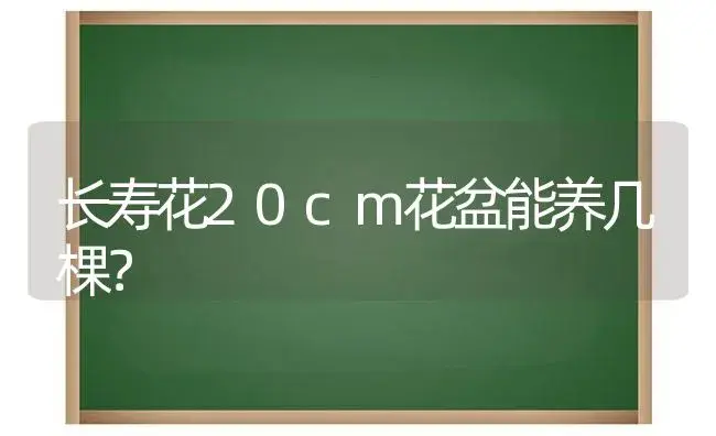 长寿花20cm花盆能养几棵？ | 多肉养殖