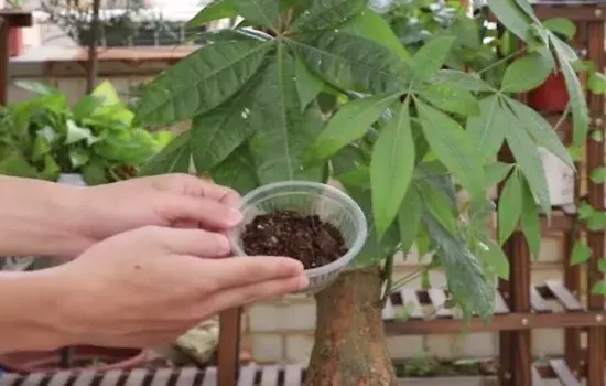 盆景材料 | 发财树用土栽好还是用沙子好