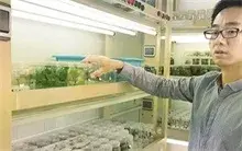 基因组学领域取得重大突破 甘薯物种起源获揭示