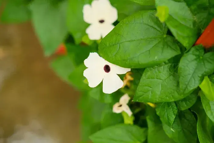 翼叶山牵牛如何才能开满花，花语是什么