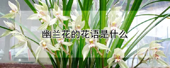 幽兰花的花语是什么