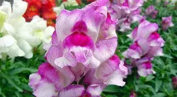 金鱼草花语—各种金鱼草花语大全_花语大全