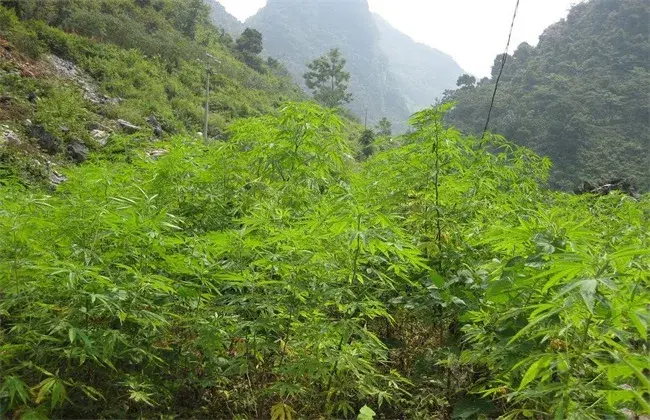 火麻仁的栽培措施