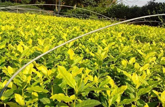 黄金茶的栽培前景