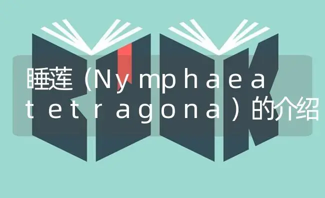 睡莲（Nymphaea tetragona）的介绍 | 特种种植