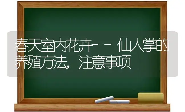 春天室内花卉--仙人掌的养殖方法，注意事项 | 家庭养花