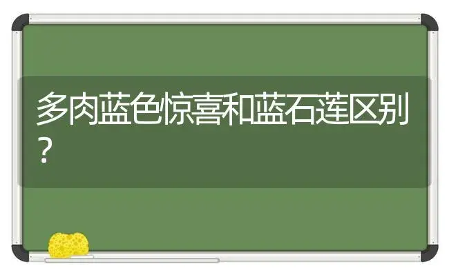 多肉蓝色惊喜和蓝石莲区别？ | 多肉养殖