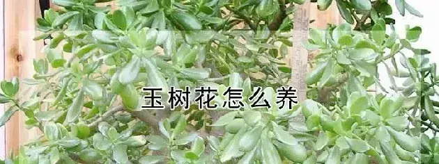 玉树花怎么养