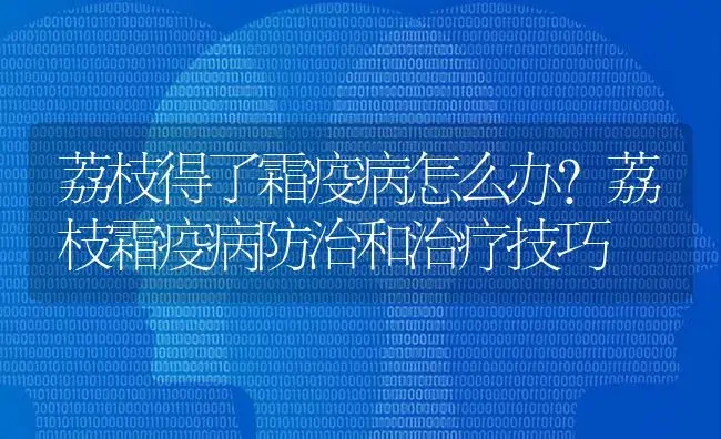 荔枝得了霜疫病怎么办？荔枝霜疫病防治和治疗技巧 | 果木种植