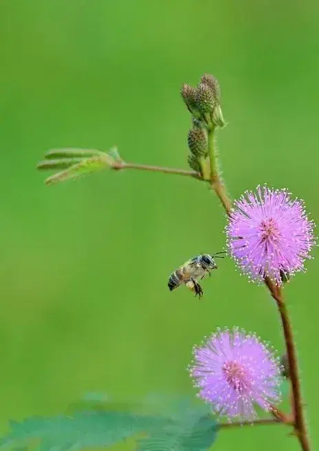 室内不适合养的花卉