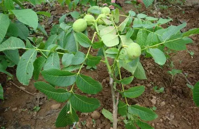 碧根果树苗价格及栽培办法