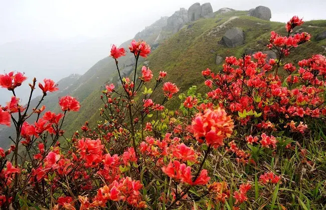 杜鹃花叶片发黄怎么回事