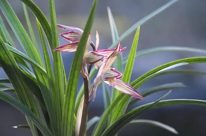 兰花的花语是什么，有哪些寓意？(兰花的品质)