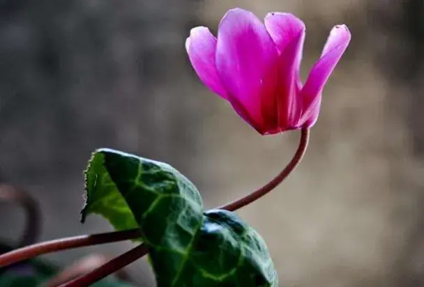 不同颜色仙客来花语有哪些？