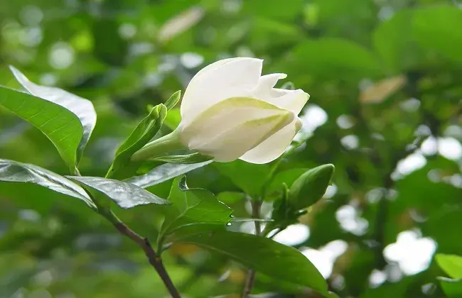 茉莉花与栀子花的不同办法