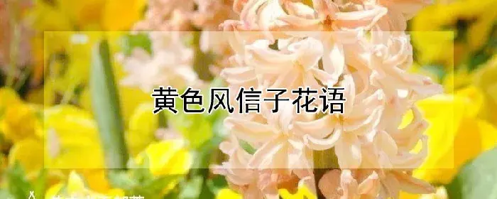 黄色风信子花语