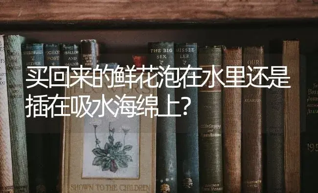 风信子代表的是什么？ | 绿植常识