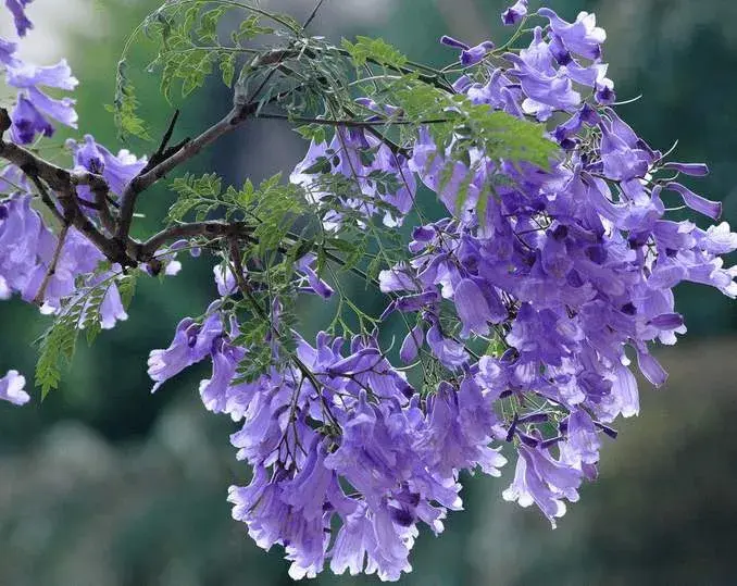 蓝花楹花语，蓝楹花和蓝花楹区别