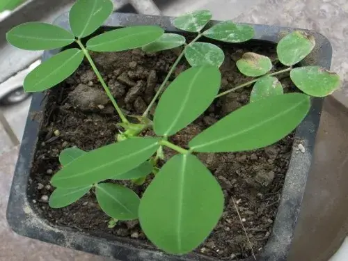 花卉果蔬盆景 | 风铃草种植方法