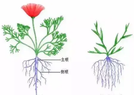 盆栽修剪 | 多肉植物如何修根