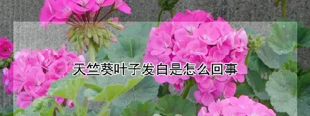 天竺葵叶子发白是怎么回事