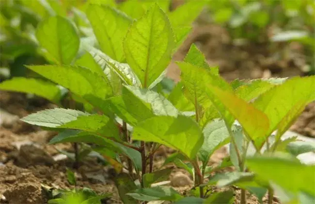 苹果种子栽培措施