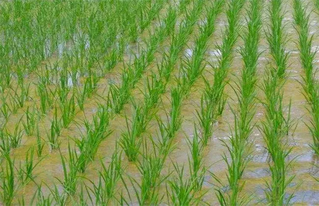 水稻洪涝灾害后该怎么办