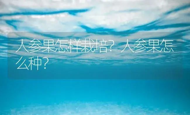 人参果怎样栽培？人参果怎么种？ | 药材种植