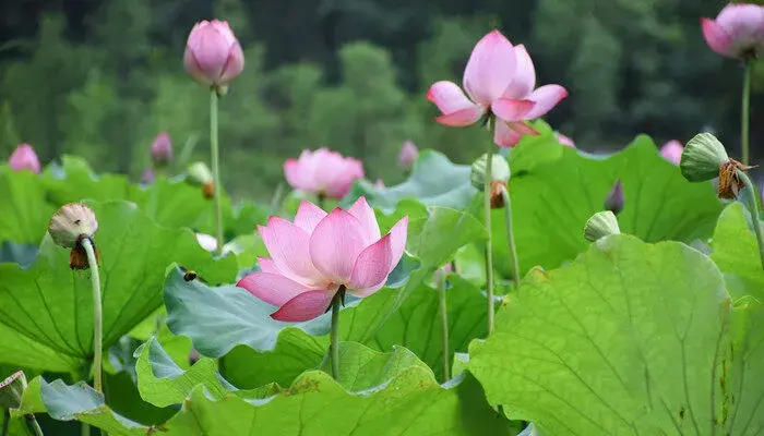 并蒂莲的花语
