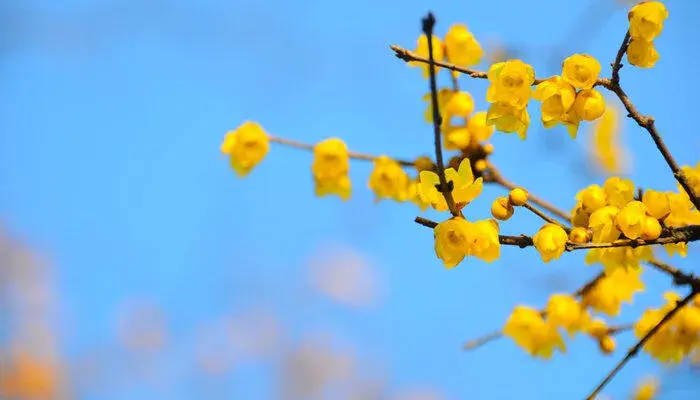 黄腊梅的花语和象征