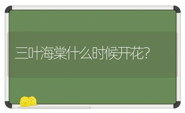 三叶海棠什么时候开花？ | 绿植常识