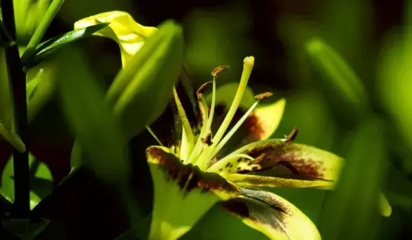 百合花的花语