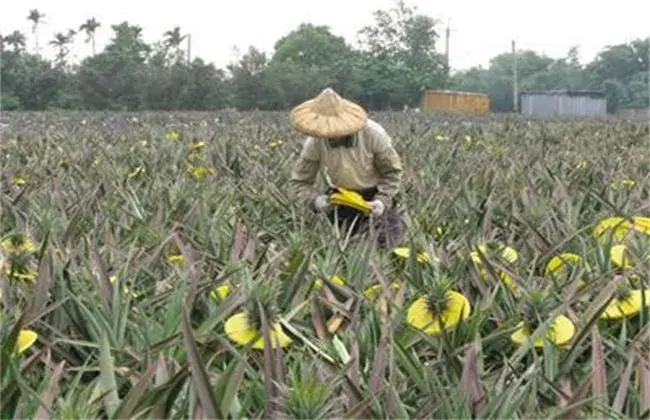 菠萝采收期小心事项