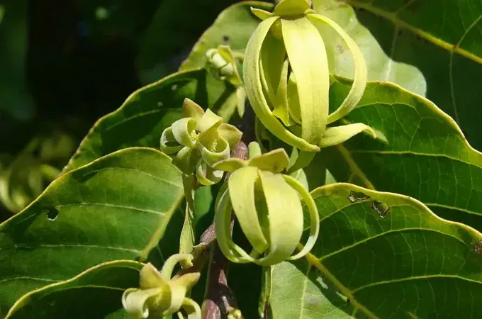 依兰花有什么花语？(依兰花香水)