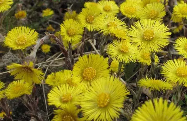 款冬花栽培技术