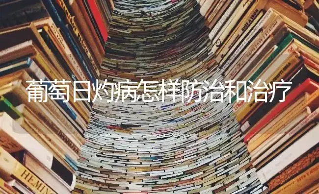 葡萄日灼病怎样防治和治疗 | 果木种植