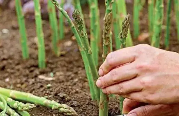 棚室芦笋和菜用大豆套种一亩收益上万元！