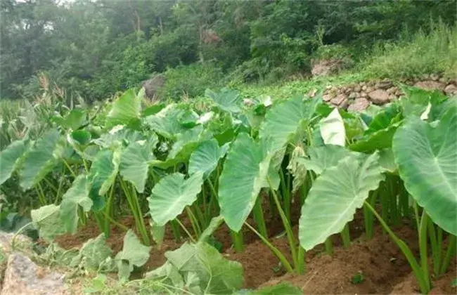 芋头栽培小心事项